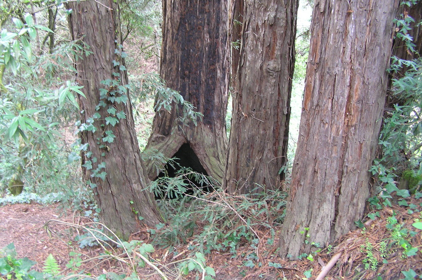 Hollow tree base about 60 meters east of the confluence.