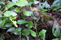 #5: Groundcover at the confluence point.