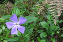 #7: Flower just uphill from the confluence. 