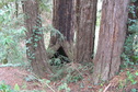#8: Hollow tree base about 60 meters east of the confluence.