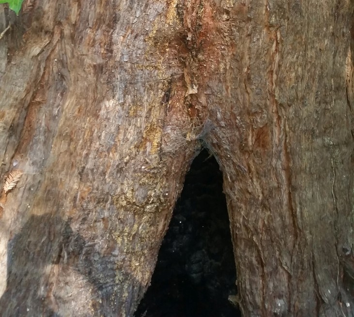 Hollow tree, possibly a geocache?