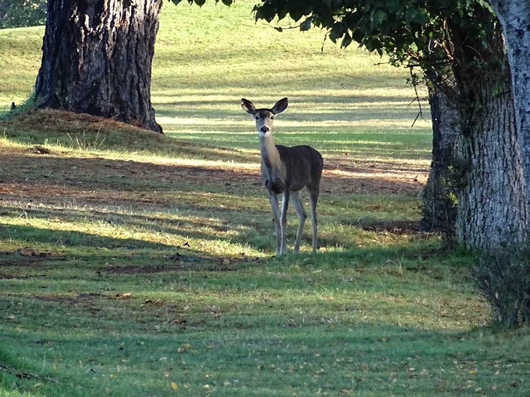 Deer on the green