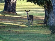 #7: Deer on the green