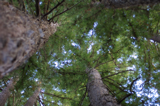 The view looking straight up from the Confluence.