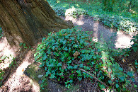 #6: Ground cover (ivy, on top of a redwood stump) at the confluence point