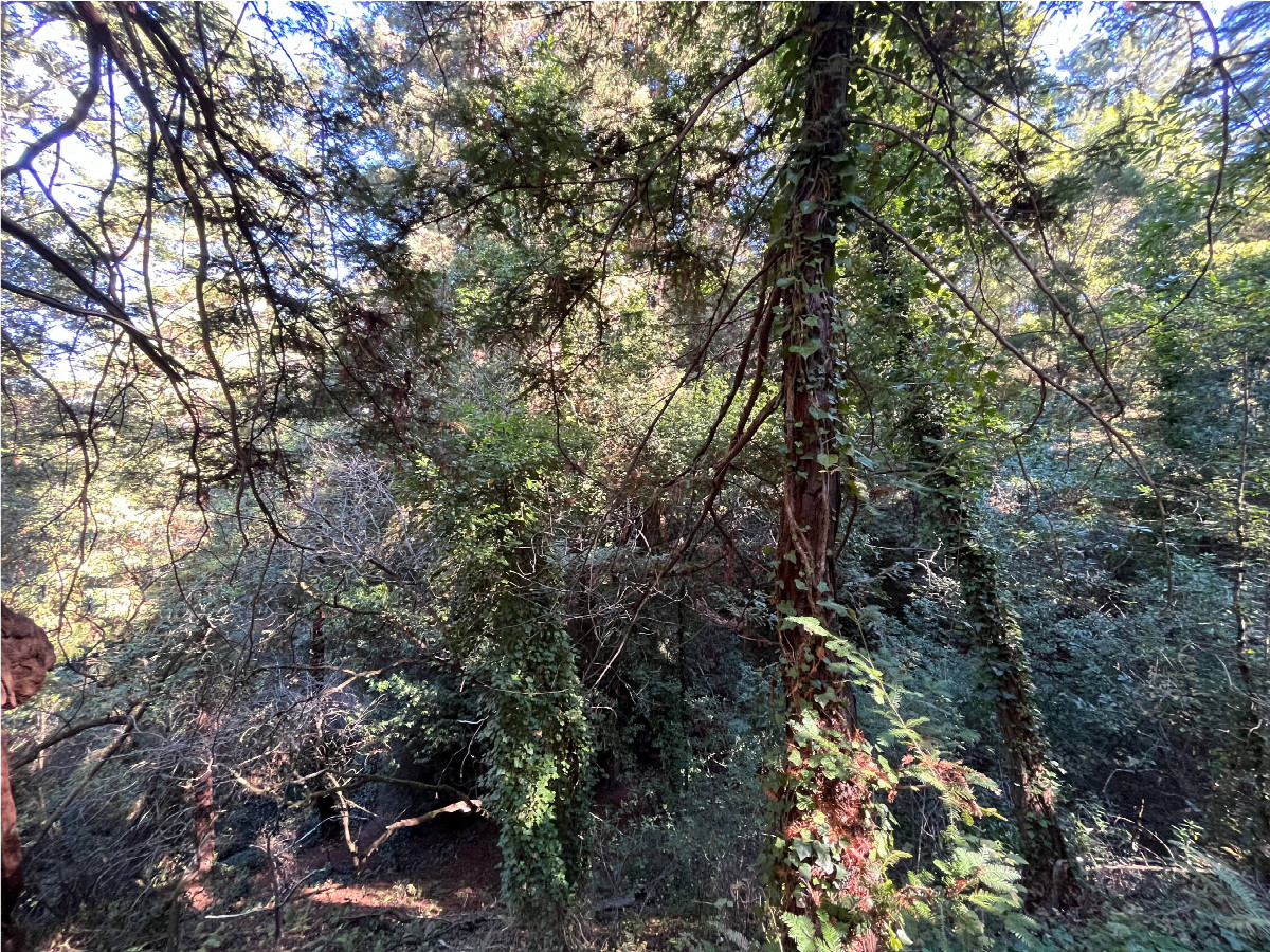 View from the confluence point, looking north