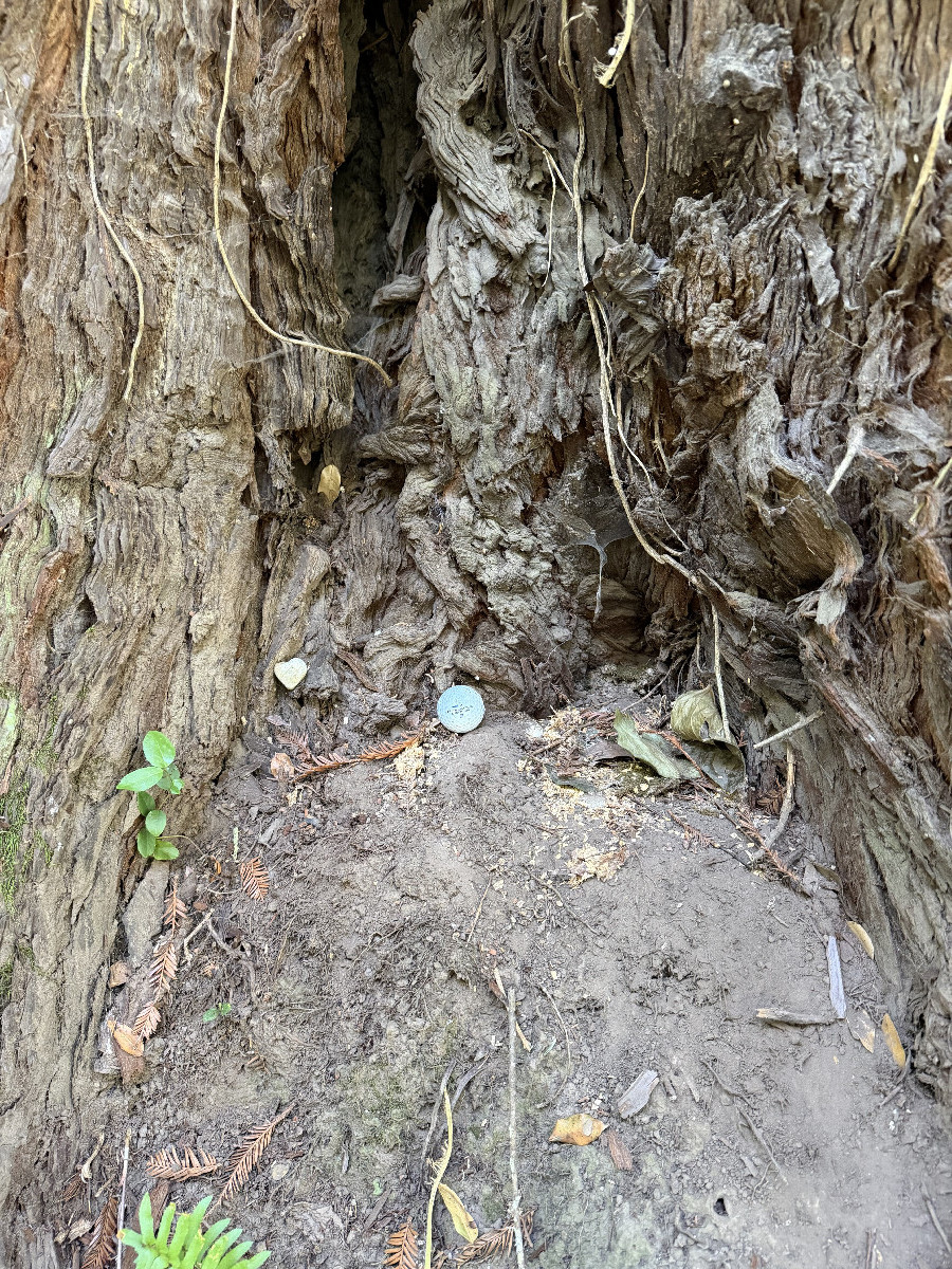 Seashell and golf ball in base of tree