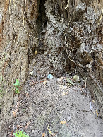 #8: Seashell and golf ball in base of tree