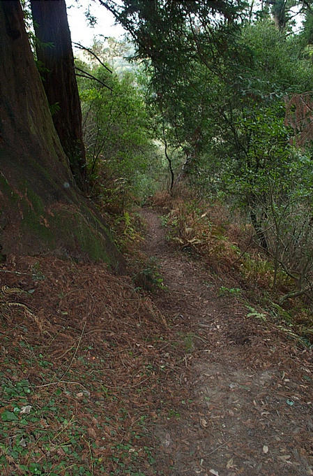 The trail that goes through the confluence just below the service road.
