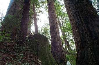 #1: Confluence next to a small group of Redwoods.