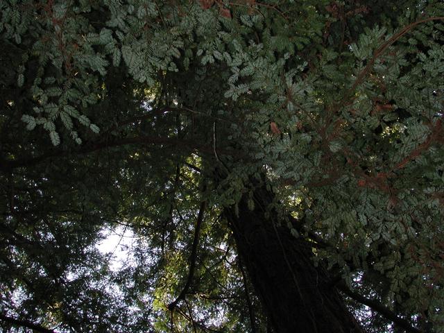 View up from confluence