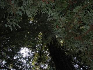 #1: View up from confluence