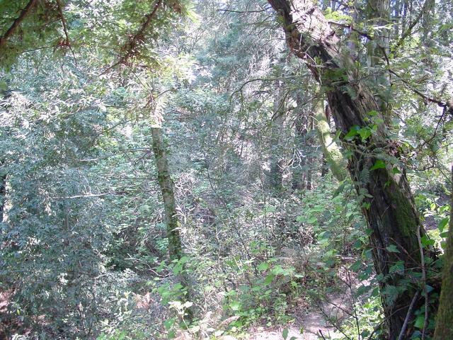 Looking East, waist level, standing near the confluence