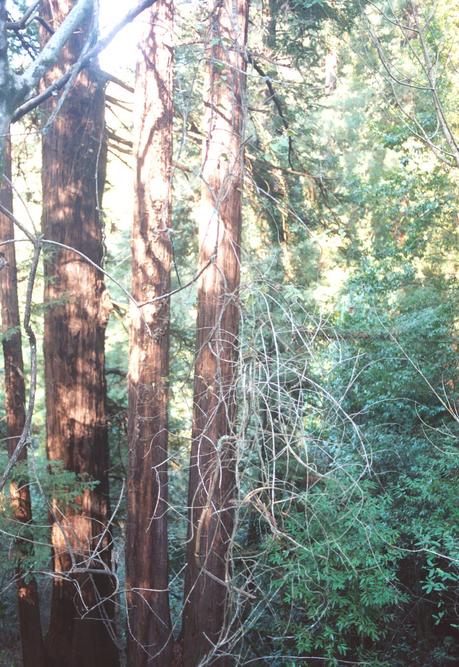 Tall trees in view to the north.