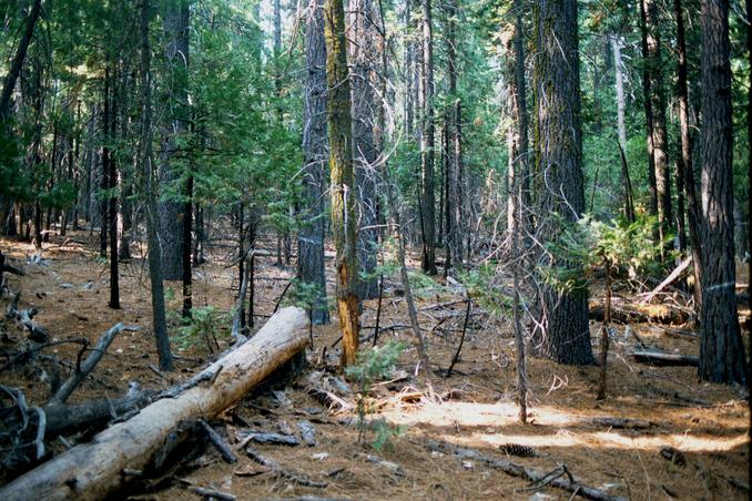 In the middle of the Stanislaus National Forest.