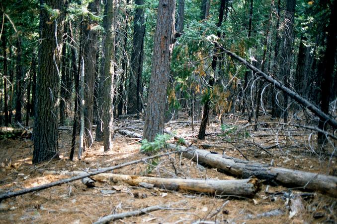 More forest scenery.