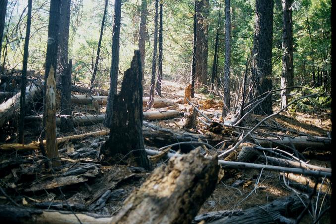 Trees and branches on the ground to scramble over.