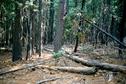 #2: More forest scenery.