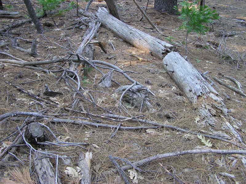 The confluence point, in a pine forest