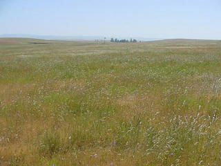 #1: Farmland as we look eastward at the Degree Confluence. Sierra Nevada in the background.