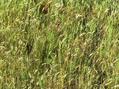 #4: Grassy ground cover at the confluence site.