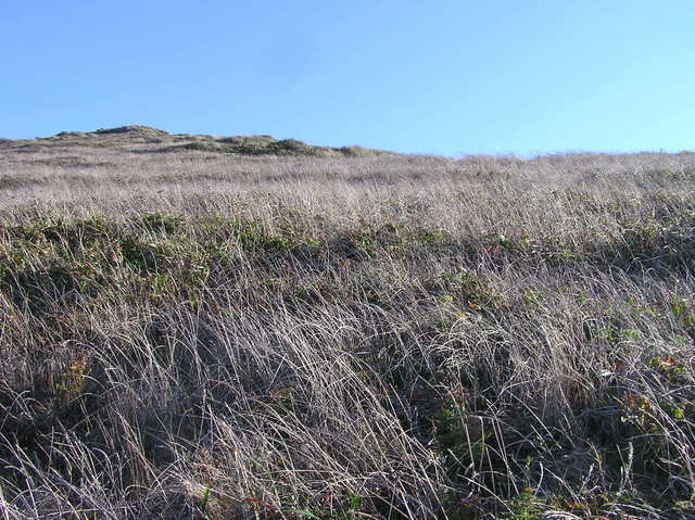 View south (up the hillside)