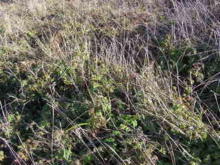 #1: The confluence point (in a patch of brambles)