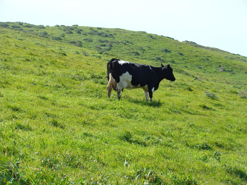 Is that a bovine straddling 38N 123W?