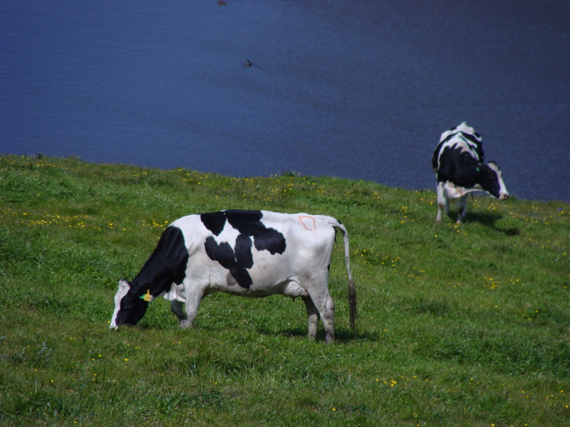 Cows graze near 38N 123W above the local watering hole.