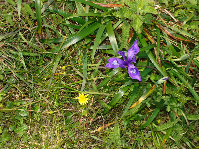 Ground cover @ 38N 123W: spring in bloom.