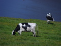 #2: Cows graze near 38N 123W above the local watering hole.