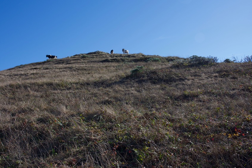 A view South, up a small hill (towards some curious cattle)