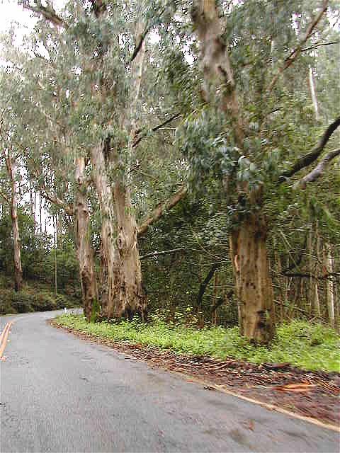 Eucalyptus trees along Route 1