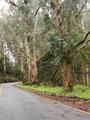 #4: Eucalyptus trees along Route 1