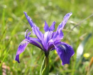 #1: An Iris growing exactly on the confluence