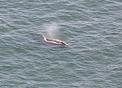 #8: A migrating Grey whale very close to the cliffs