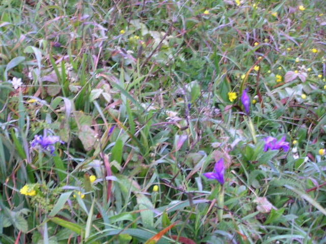 Grassy and flowering groundcover at the confluence.