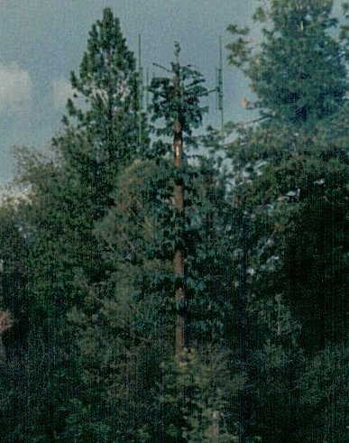 Less than a mile away, a rare Sequoias Electronicus