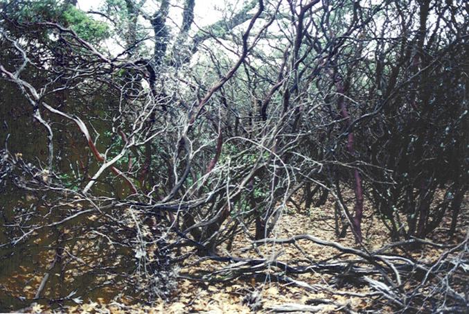 The confluence lies in this manzanita thicket