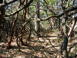 #1: Looking south towards the closest large tree