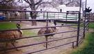 #6: Emus just before arriving at the confluence