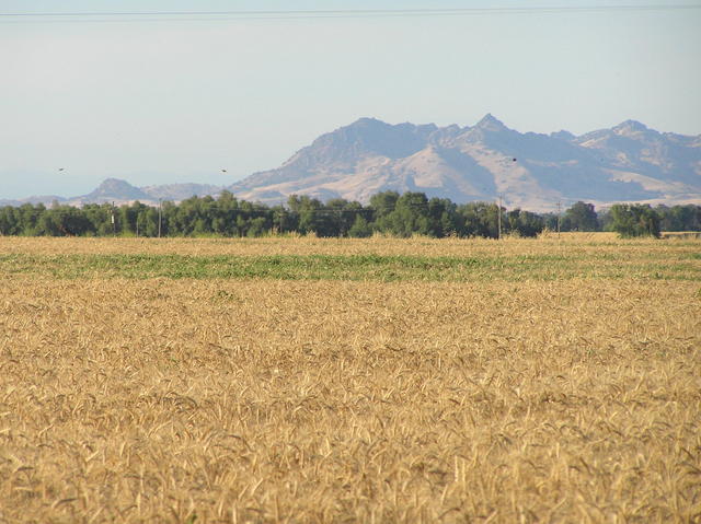 View from the confluence to the northeast, with birds in flight.