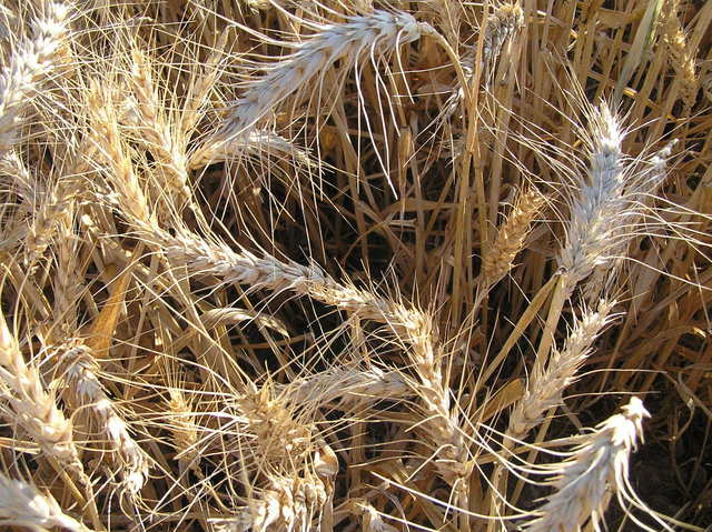 Ground cover at confluence:  Some very healthy looking wheat.