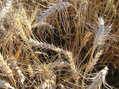 #4: Ground cover at confluence:  Some very healthy looking wheat.