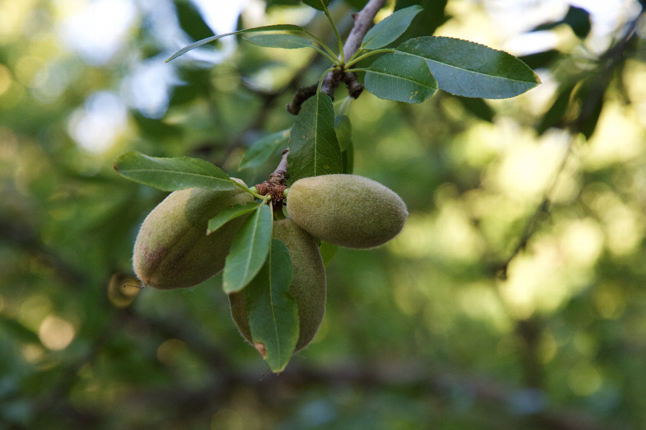 A closeup of the stone fruit being grown here.  I think these are almonds.
