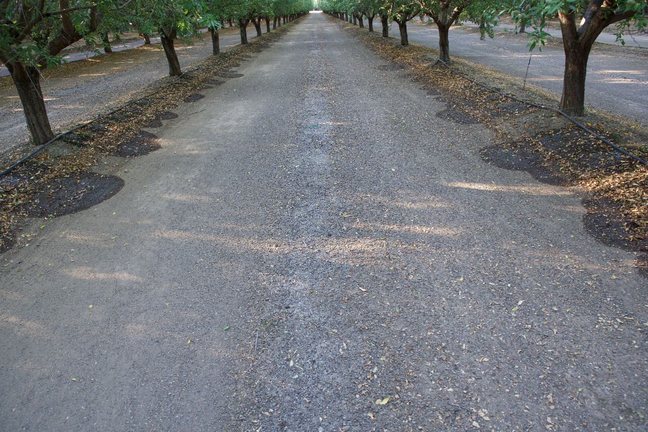 Ground cover at the confluence point