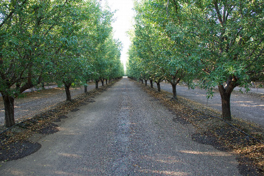 #1: The confluence point lies between two rows of trees (perhaps almonds) in an orchard.  (This is also a view to the North.)
