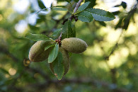 #12: A closeup of the stone fruit being grown here.  I think these are almonds.