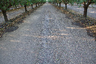 #5: Ground cover at the confluence point
