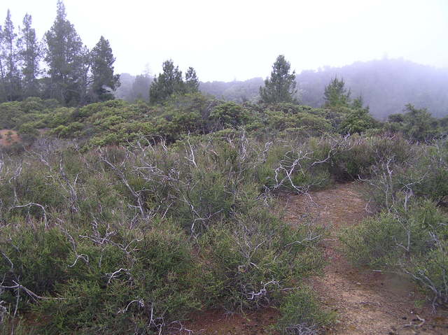 View to the northwest from the confluence of 39 North 123 West in the mountains of California.